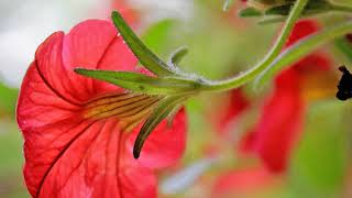 Arlo Guthrie - &quot;Darkest Hour&quot;