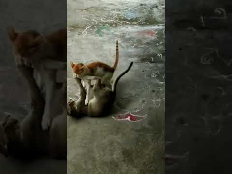 just for fun #shorts