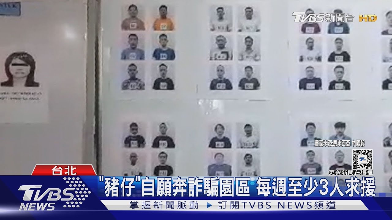 「豬仔」自願奔詐騙園區 每週至少3人求援