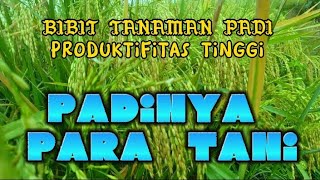 Download lagu TANAMAN PADI HASIL PEMULIAAN RADIASI NUKLIR mp3 Download lagu TANAMAN PADI HASIL PEMULIAAN RADIASI NUKLIR mp3
