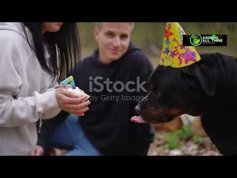 Discover National Dog Day in 2024😮