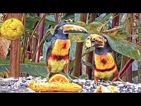 Collared Aracaris + Bananas = Lunch at the Canopy Lodge Fruit Feeders | January 27, 2023