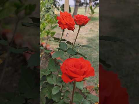 Rose plant #shorts #trending #viral #asheeshgarden