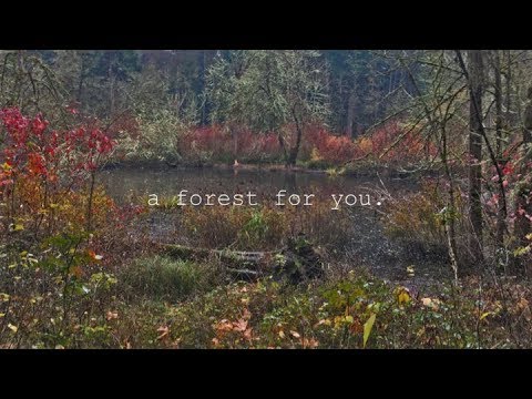 a forest for you.