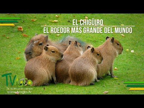 download lagu mp3 mp4 Que Come El Chiguiro, download lagu Que Come El Chiguiro gratis, unduh video klip Que Come El Chiguiro