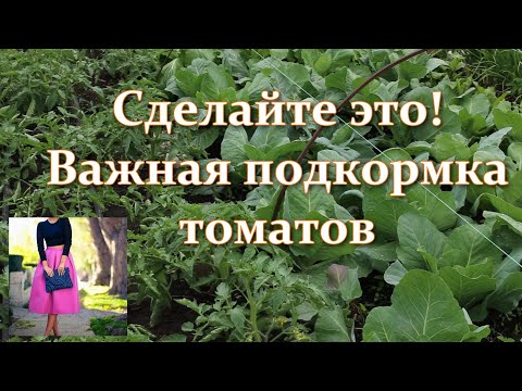 , title : 'Срочно сделайте эту подкормку томатов во время цветения! Плоды будут крупные, а урожай большой!'