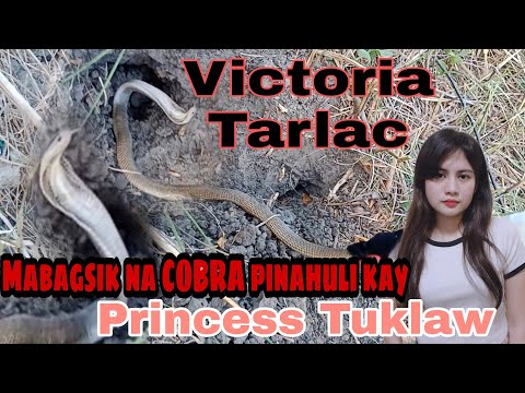 DALAWANG MAKAMANDAG NA PHILIPPINE COBRA IPINAHULI KAY Princess Tuklaw