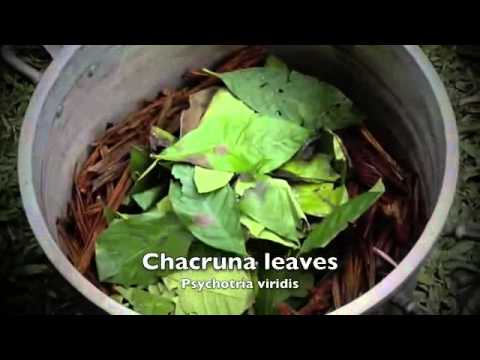 AYAHUASCA RECIPE