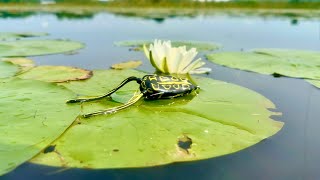 This is a FUN way to Catch These Fish!