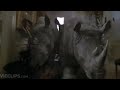 Jumanji Rhino Screen Time