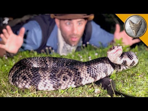 MASSIVE Cottonmouth Strikes Camera!
