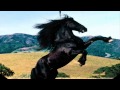 Horse Sounds Horses Neighing