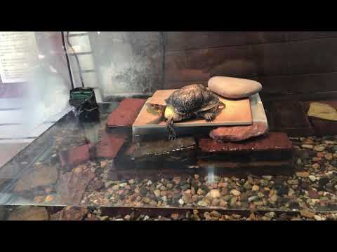 Blanding’s Turtle Basking on platform