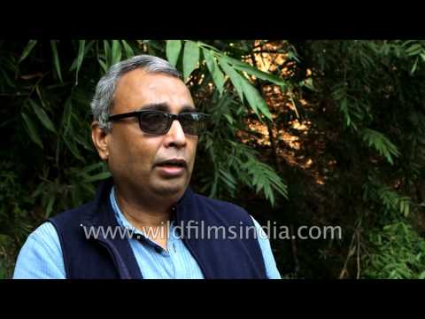 Pygmy Hog saviours of India - only 150 of these tiny pigs remain in wild