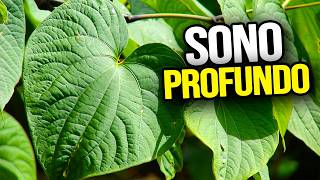 A PLANTA que tem no quintal e faz DORMIR a noite inteira