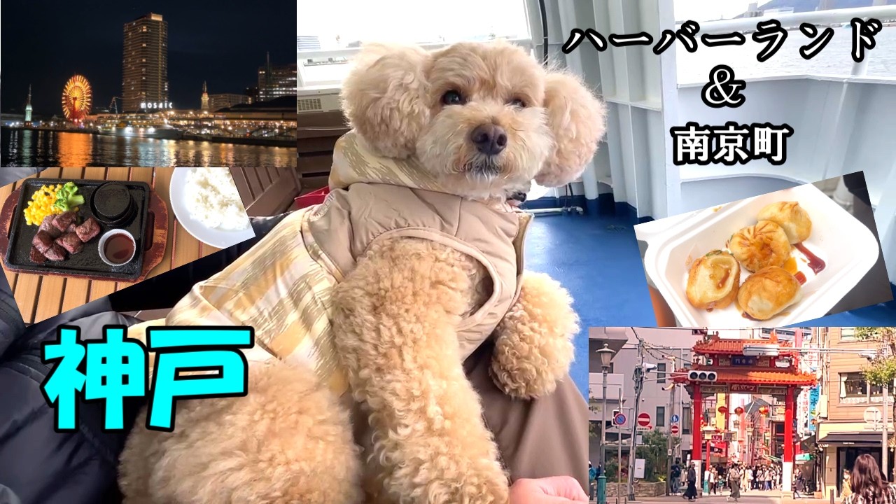 【愛犬とお出かけ】神戸を満喫する大きいトイプードル【神戸ハーバーランド】【デカプー】【トイプードルのロアくん】