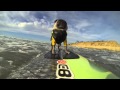 AFV Goes Pro Brandy The Surfing Pug