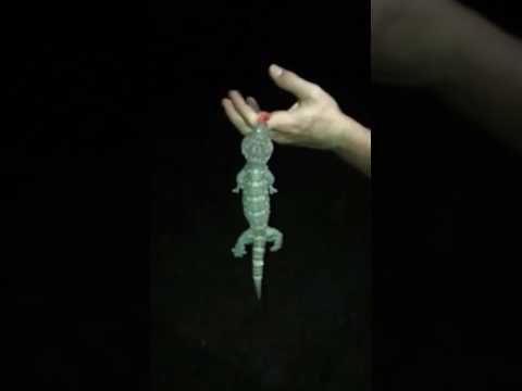 Tokay Gecko BITE Part 2