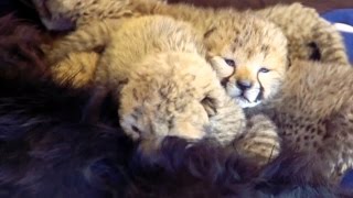 Five Tiny Cheetahs Find an Unlikely Mom
