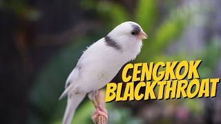 Download lagu KENARI PANDA ISIAN MEWAH! MASTERAN KENARI ISIAN BLACKTHROAT GACOR SUARA JERNIH IDAMAN mp3