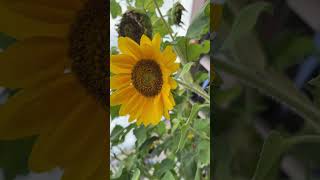 🇺🇸NYC - it’s summer #nyc #flower #cute #sunflower #向日葵 #ひまわり