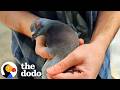 Man Spends His Free Time Helping Pigeons The Dodo