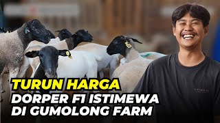 Download lagu Harga Domba Dorper F1 Di Gumolong Farm Cuma 60 Rb/kg mp3