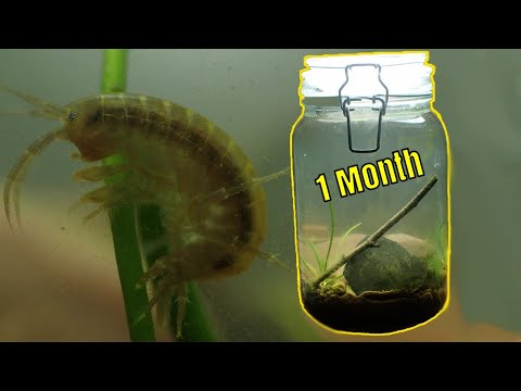 Woodland Stream Ecosphere - 1 Month update (Where is the parasite?)