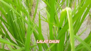 Download lagu MONITORING HAMA DAN PENYAKIT#Nada Syahdu Chanel mp3