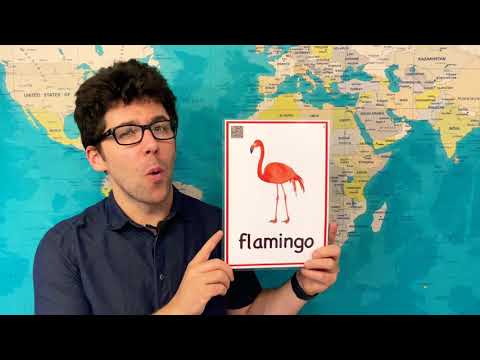 How to Pronounce Flamingo in English