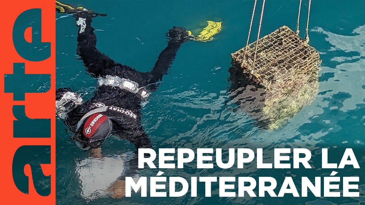 Nurseries à poissons | ARTE Regards