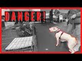 This Dog Dragged it’s Owner on Her Face - Jeff Gellman Seminars (2021)