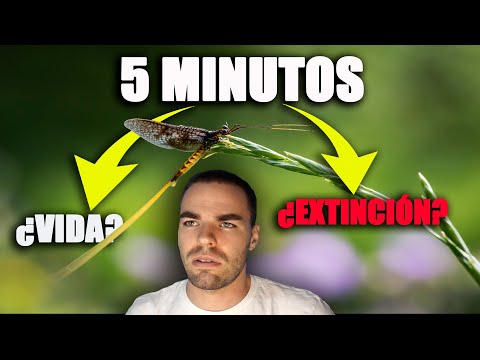 The Animal with the Shortest Life | Mayflies (Ephemeroptera)