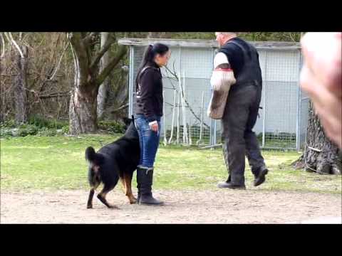 Ilias vom Beulskopf SchH 2 abt:C 97