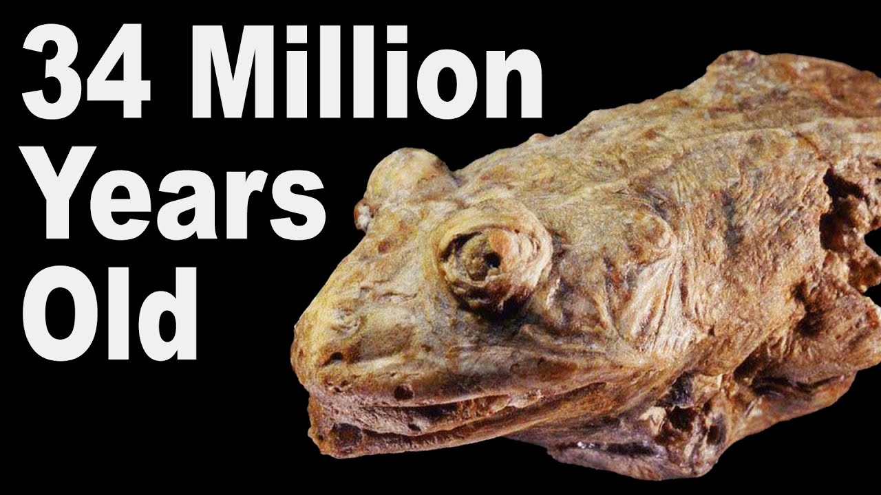5 Prehistoric Animals Found As Mummies