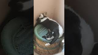 Other Cats Videos