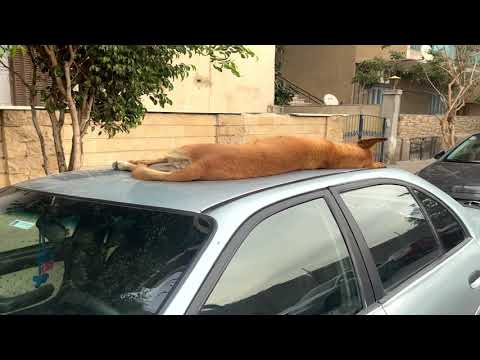 Street Dogs In Cairo - Egypt