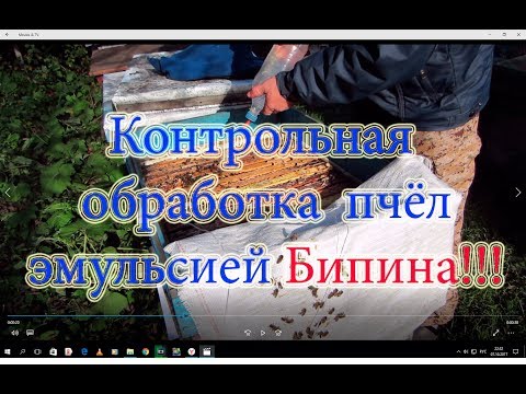 ЛЕЧЕНИЕ ПЧЁЛ  от КЛЕЩА ВАРРОА ЯКОБСОНИ ВОДНОЙ ЭМУЛЬСИЕЙ БИПИНА АМИТРАЗ. СУПЕР СПОСОБ!!!🔥🔥🔥