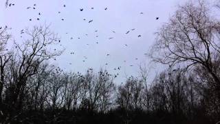 preview picture of video 'HUGE CROW MIGRATION ITHACA, NY'
