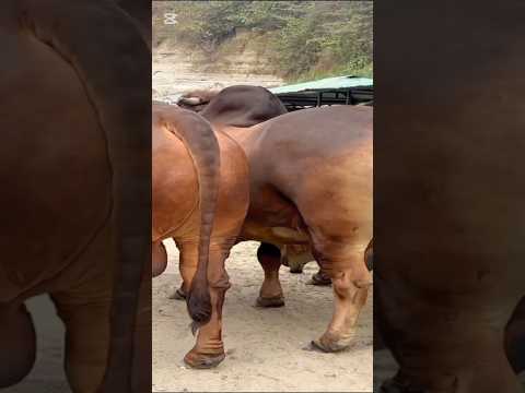 Biggest bull💔🐂🥀🥀#shorts #short #foryou