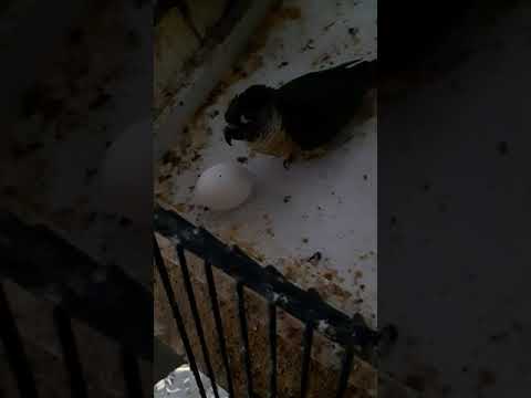 whoz  eggie iz dish?????