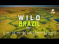 Full Documentary Brazil S Atlantic Forest Wildlife Of Mata Atlântica