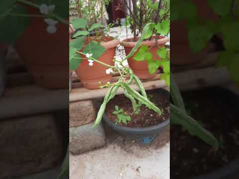 beans#growwithme#sustainableliving