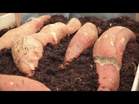 Agro karavan ep.166 - Kać - 07.03.2021.