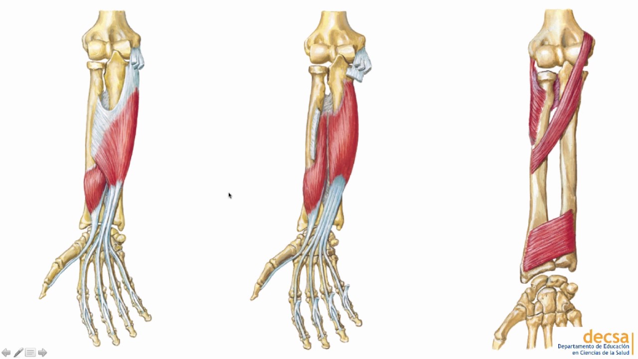 Antebrazo: Huesos y Músculos - Anatomía