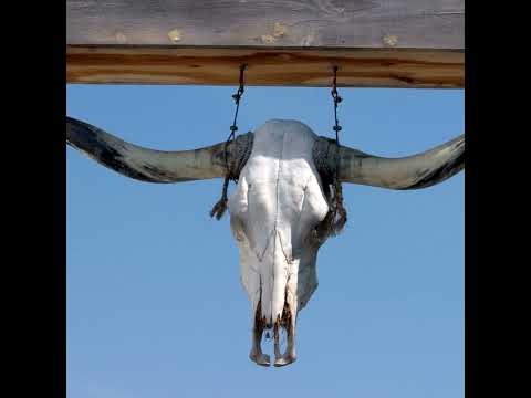 94 - State Symbol Spotlight: Longhorn