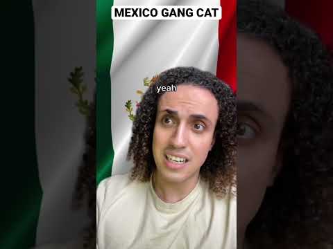 Mexico Gang Cat