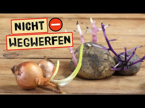 Keimlinge retten: Kartoffeln & Zwiebeln clever nutzen