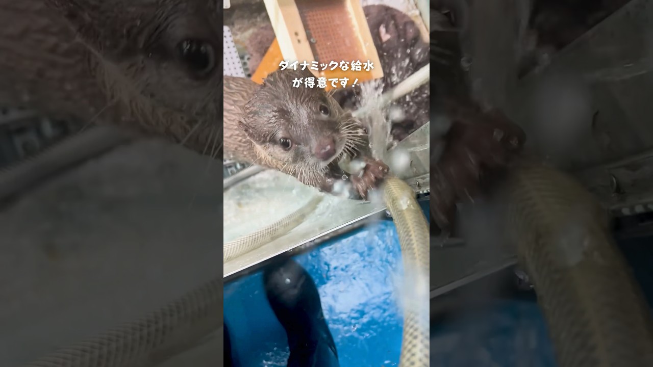 【コツメカワウソ】ホースから給水するここ【サンシャイン水族館】#shorts #水族館