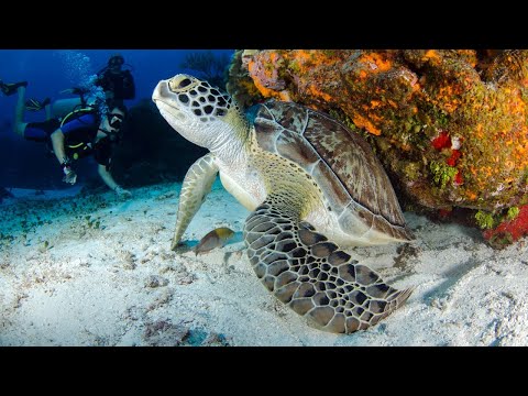 4K Cenotes Dive Relaxation Video - Mexican Underwater Caves - Incredible Underwater World - PART 1